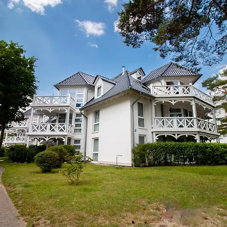 Ringelblume בינץ